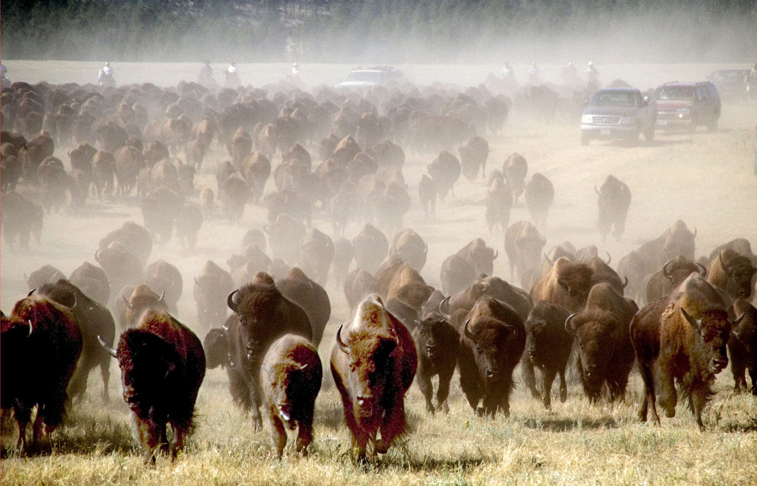 Bison herd kicking up dust at the Custer State Park Buffalo Roundup in the Black Hills of South Dakota